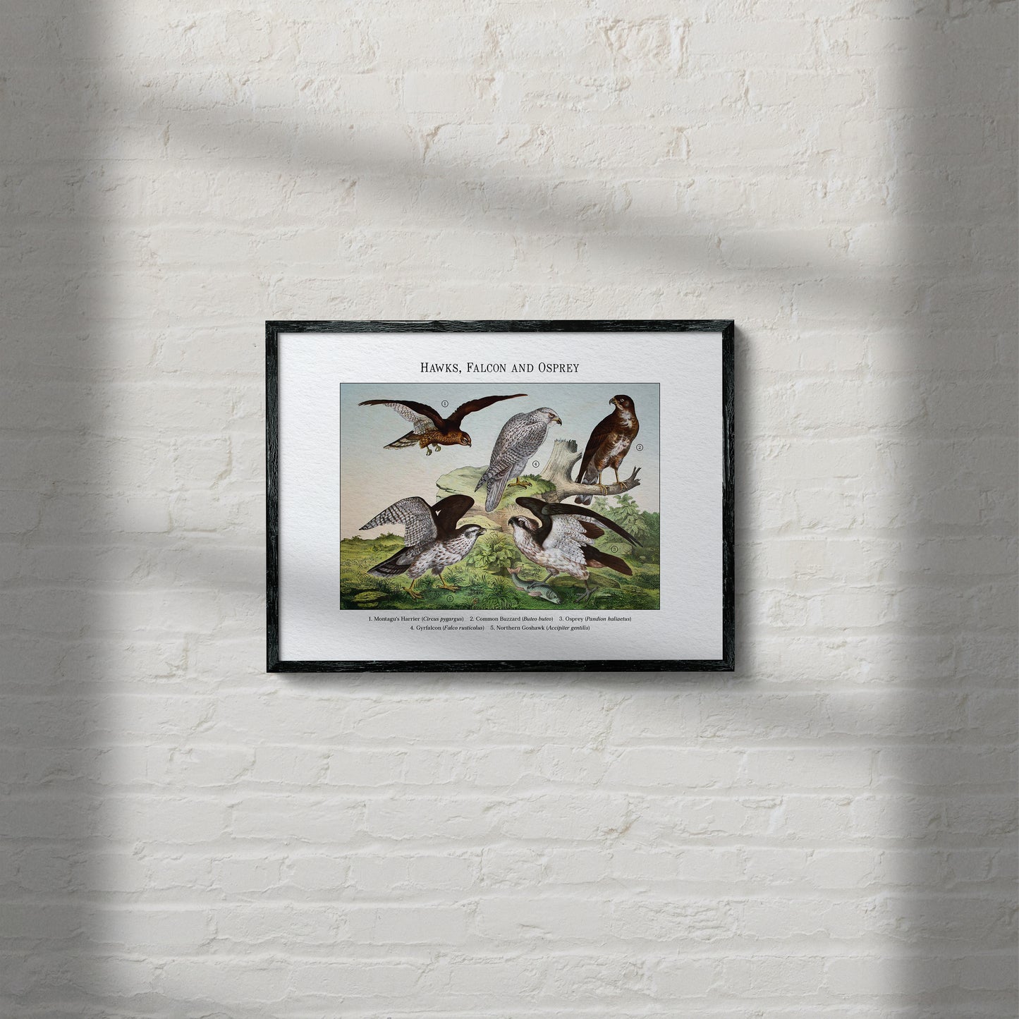 Hawks, Falcon and Osprey | 1889