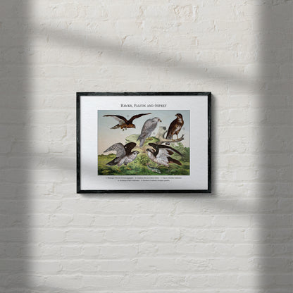 Hawks, Falcon and Osprey | 1889