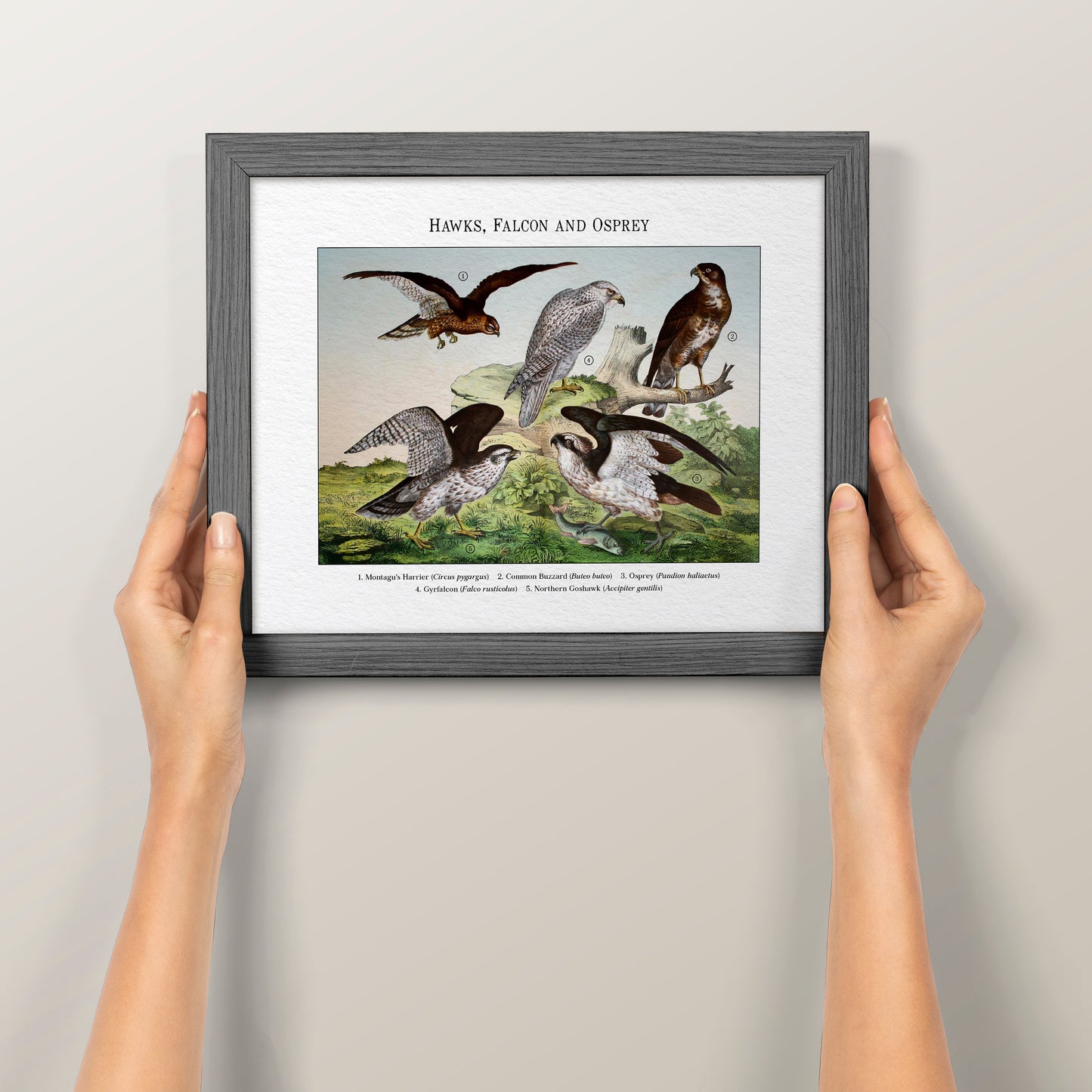 Hawks, Falcon and Osprey | 1889