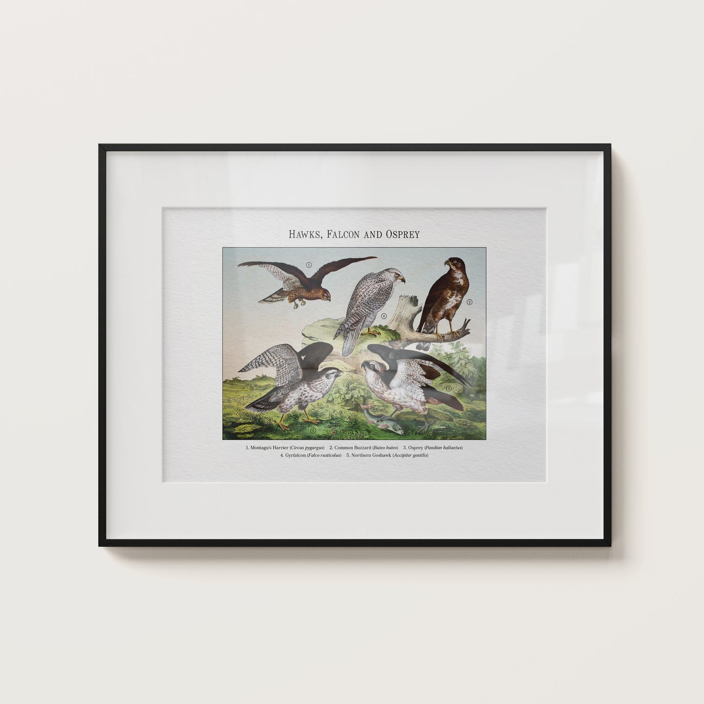 Hawks, Falcon and Osprey | 1889