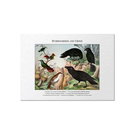 Hummingbirds and Crows | 1889