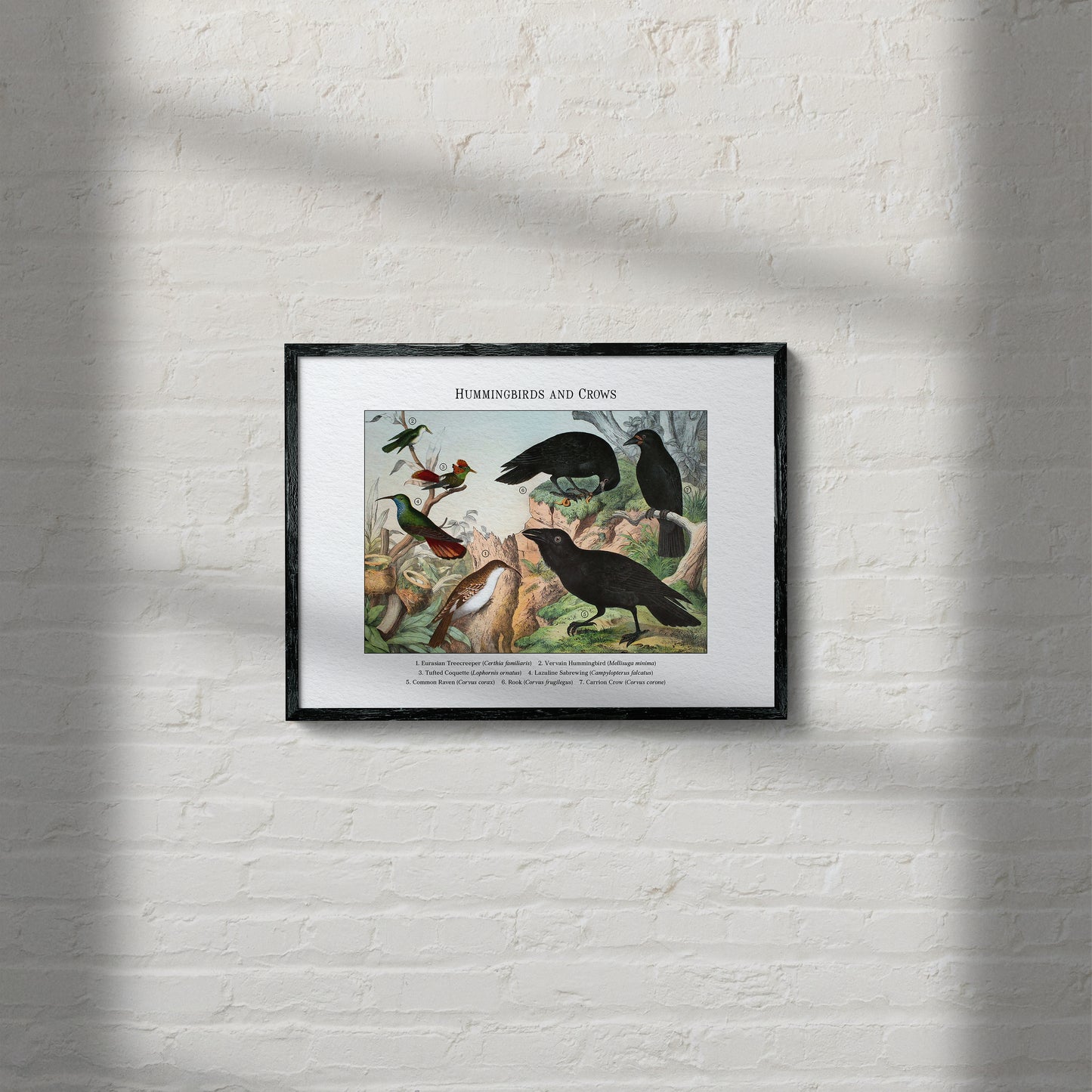 Hummingbirds and Crows | 1889