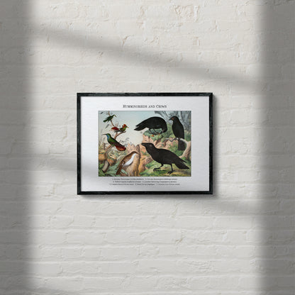 Hummingbirds and Crows | 1889
