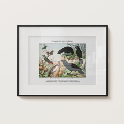 Hummingbirds and Crows | 1889