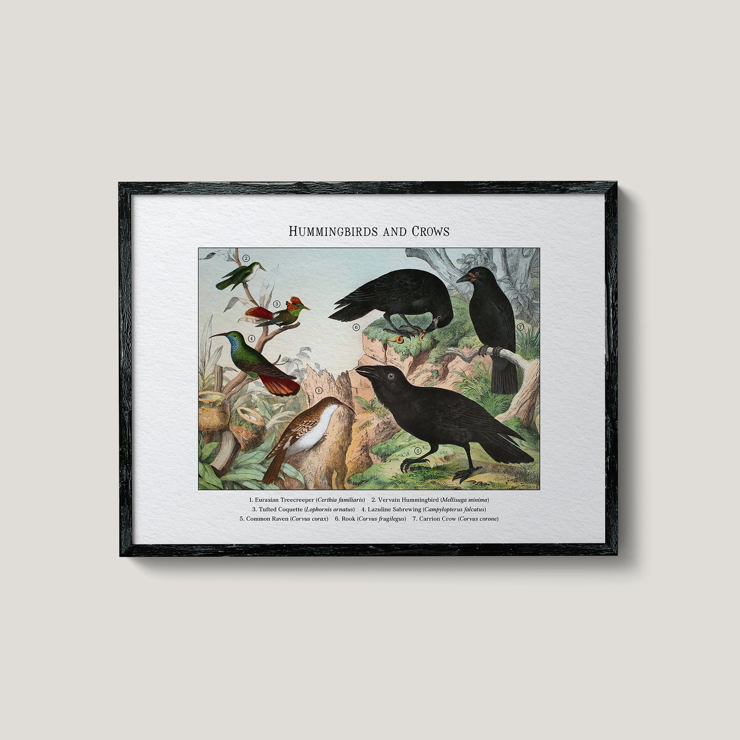 Hummingbirds and Crows | 1889