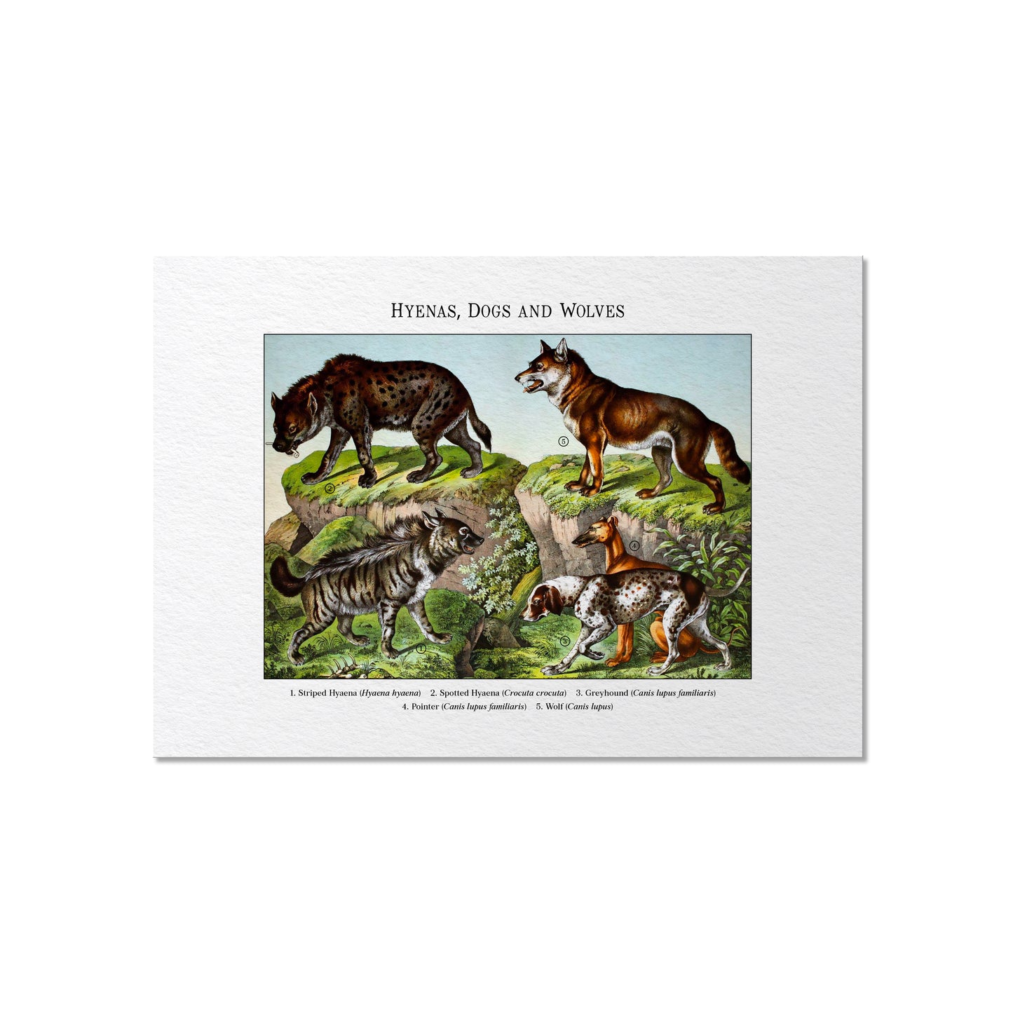 Hyenas, Dogs and Wolves | 1889