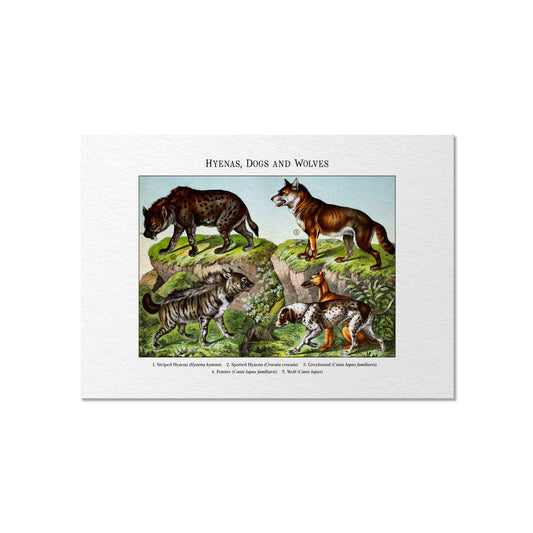 Hyenas, Dogs and Wolves | 1889