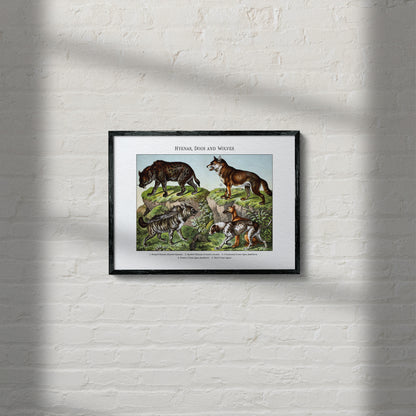 Hyenas, Dogs and Wolves | 1889