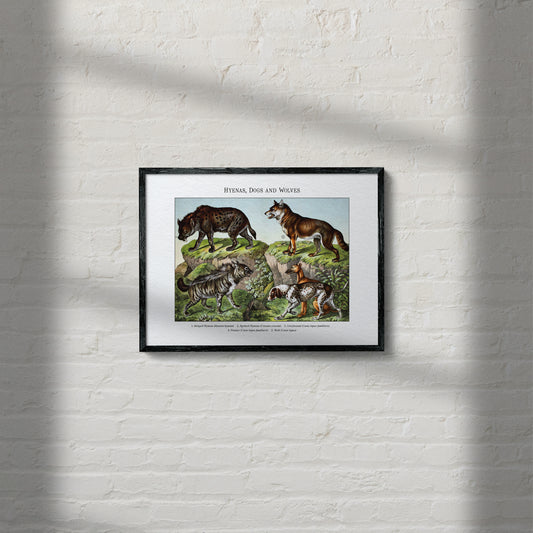 Hyenas, Dogs and Wolves | 1889