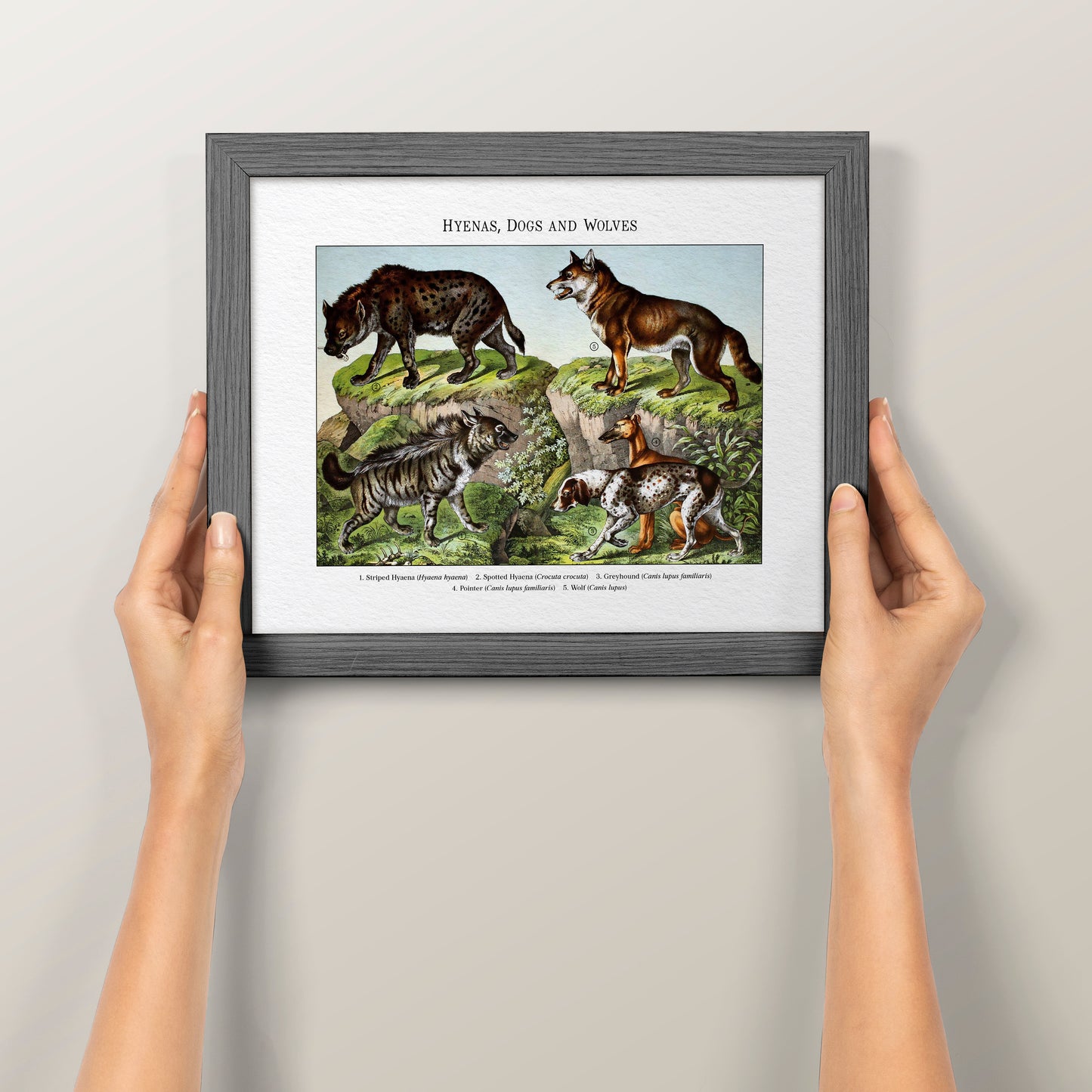 Hyenas, Dogs and Wolves | 1889