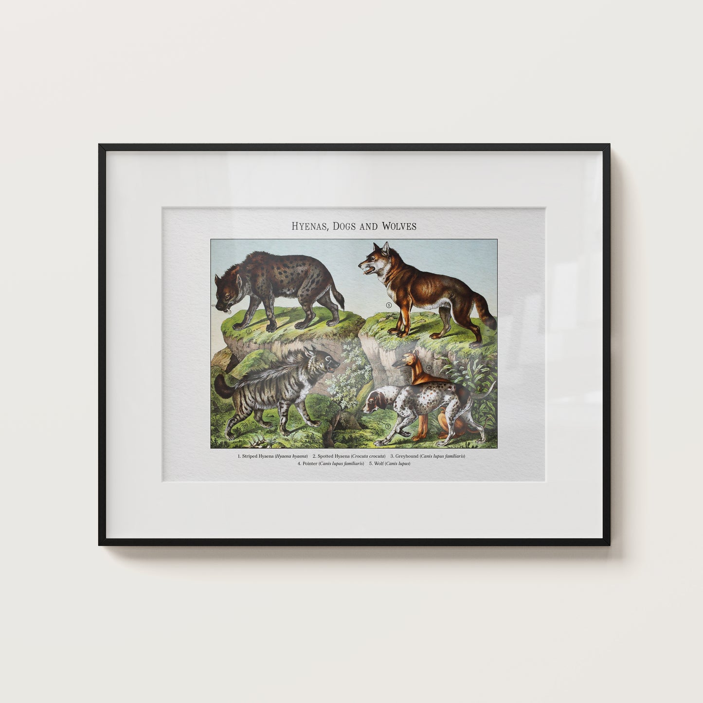 Hyenas, Dogs and Wolves | 1889