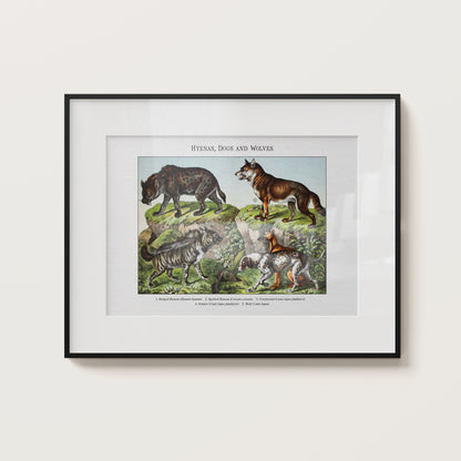 Hyenas, Dogs and Wolves | 1889