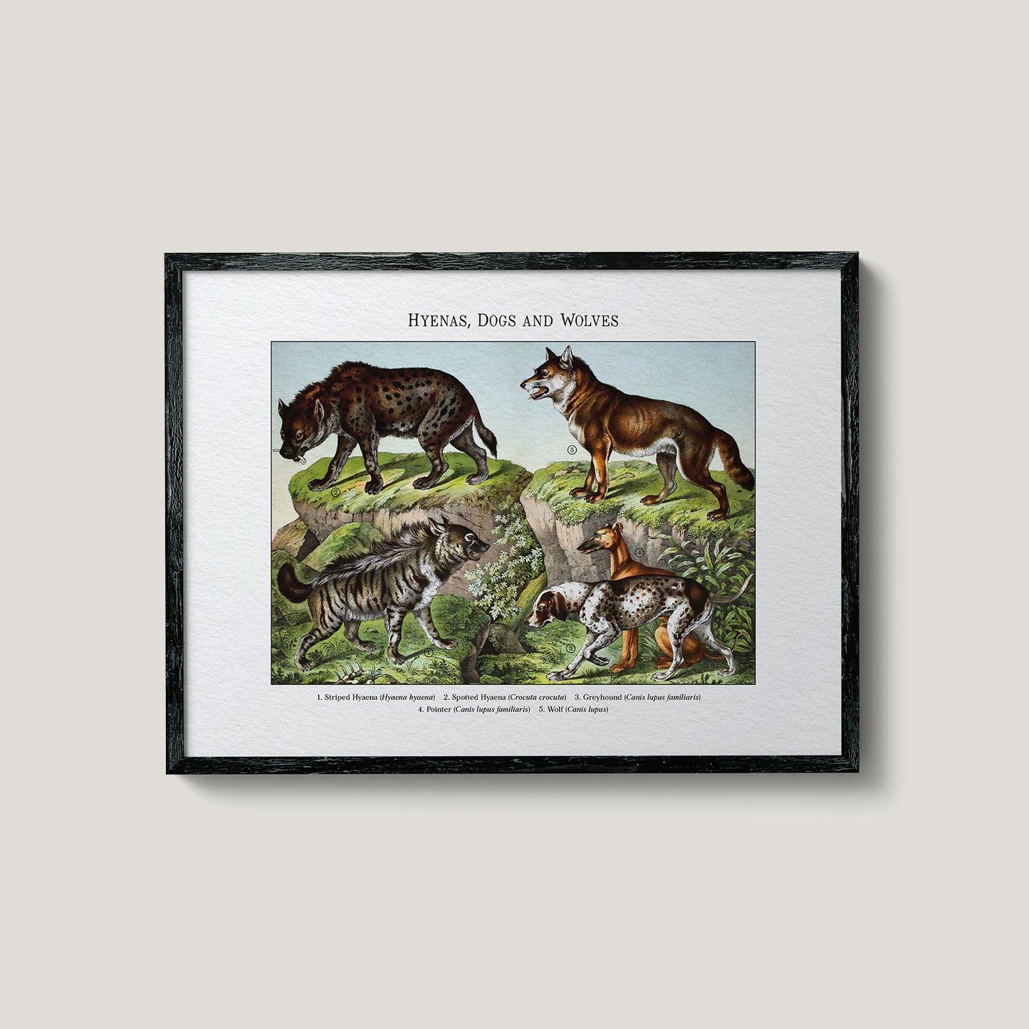 Hyenas, Dogs and Wolves | 1889