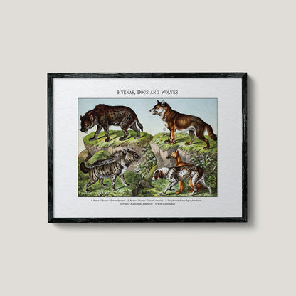 Hyenas, Dogs and Wolves | 1889