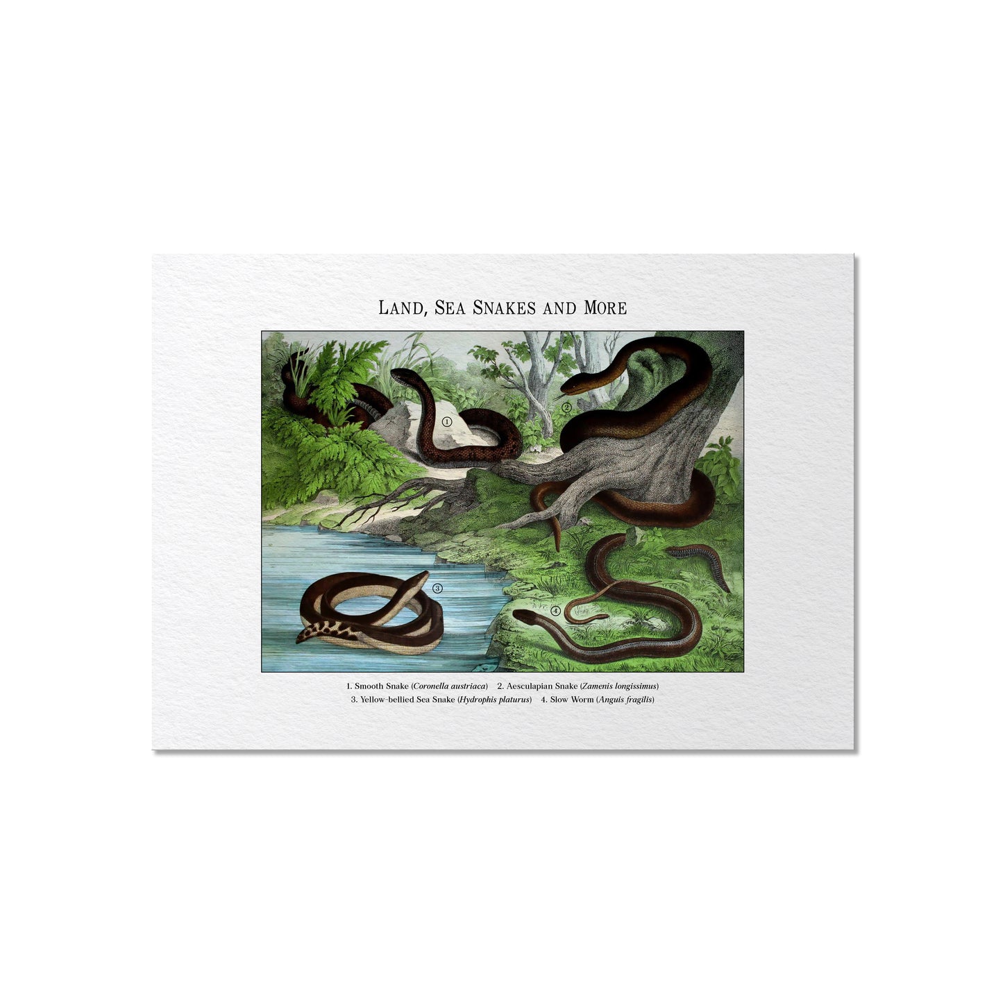 Land, Sea Snakes and More | 1889