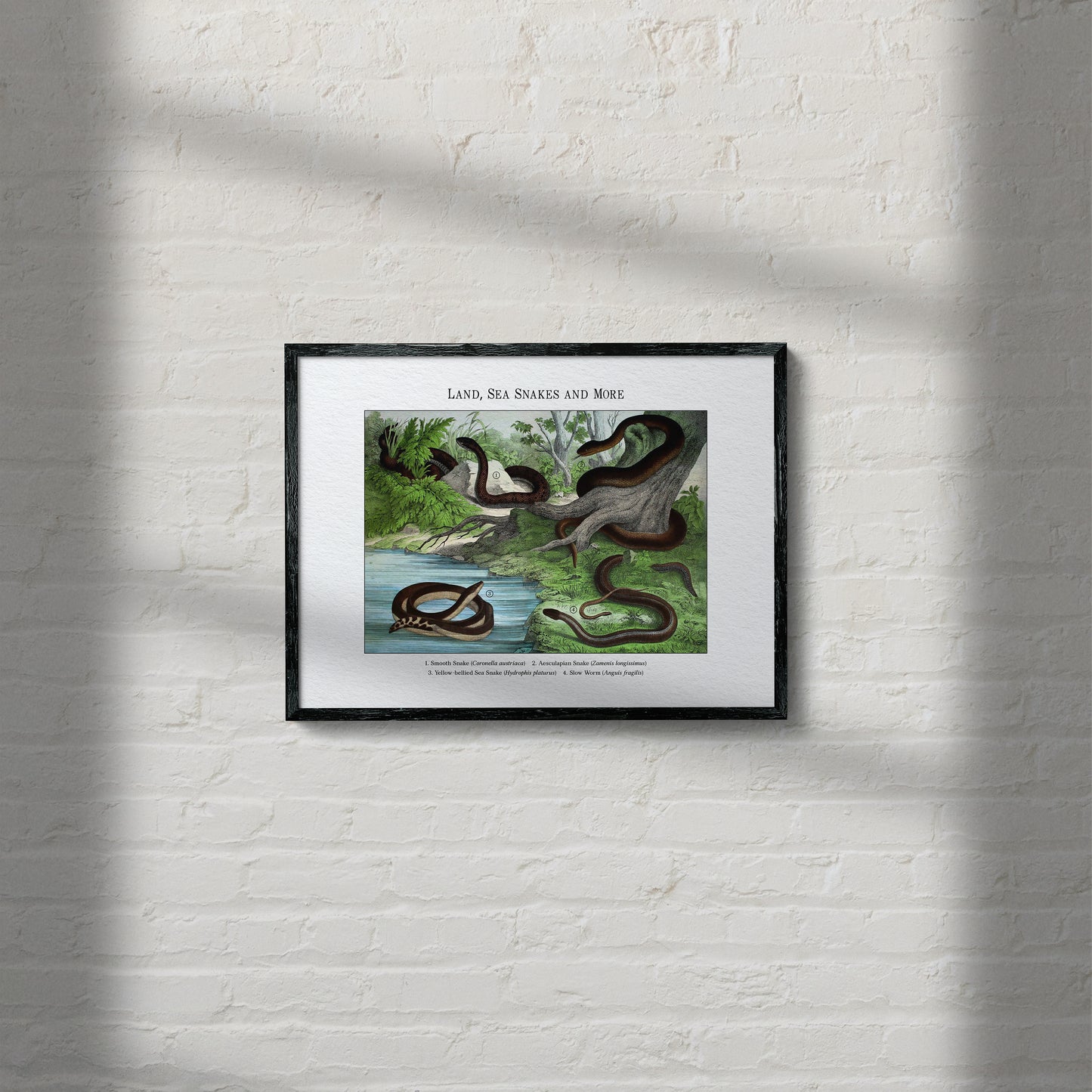 Land, Sea Snakes and More | 1889