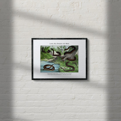 Land, Sea Snakes and More | 1889