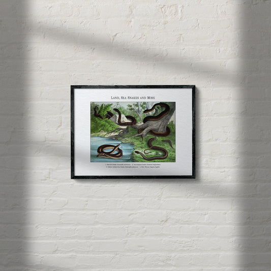 Land, Sea Snakes and More | 1889