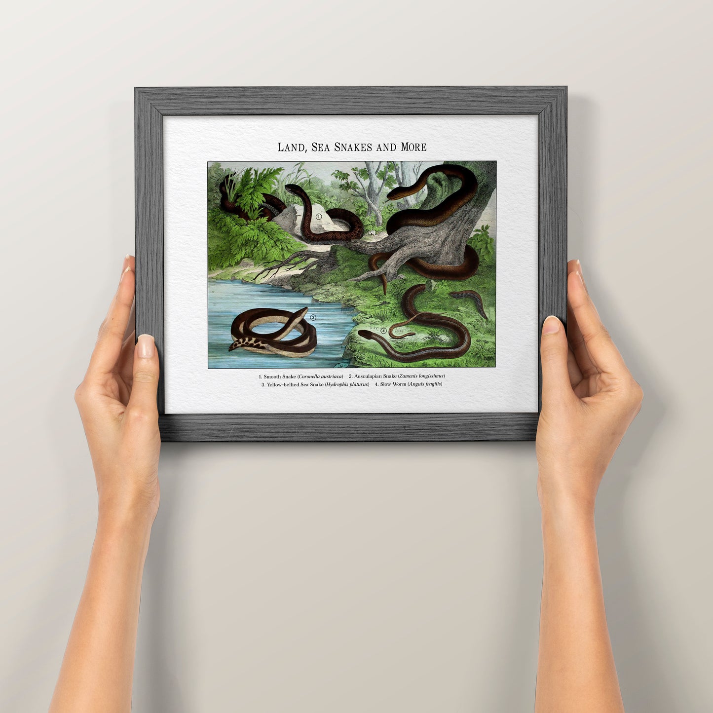 Land, Sea Snakes and More | 1889