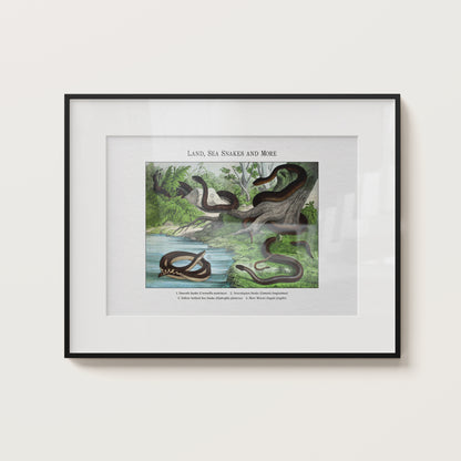 Land, Sea Snakes and More | 1889