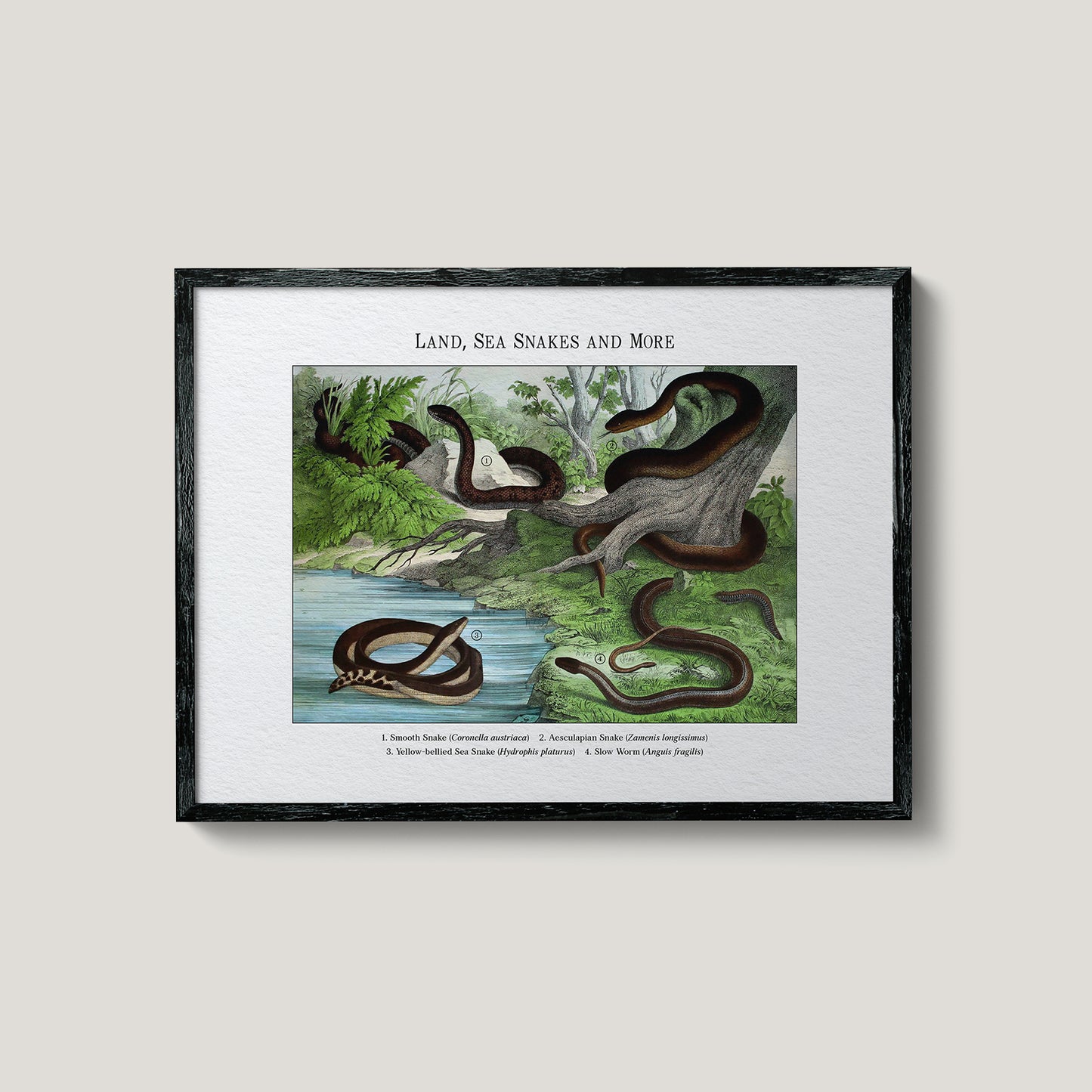 Land, Sea Snakes and More | 1889