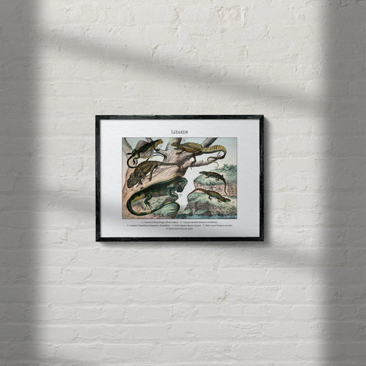 Lizards | 1889
