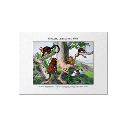 Monkeys, Lemurs and More | 1889