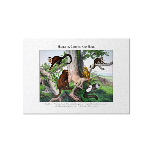 Monkeys, Lemurs and More | 1889