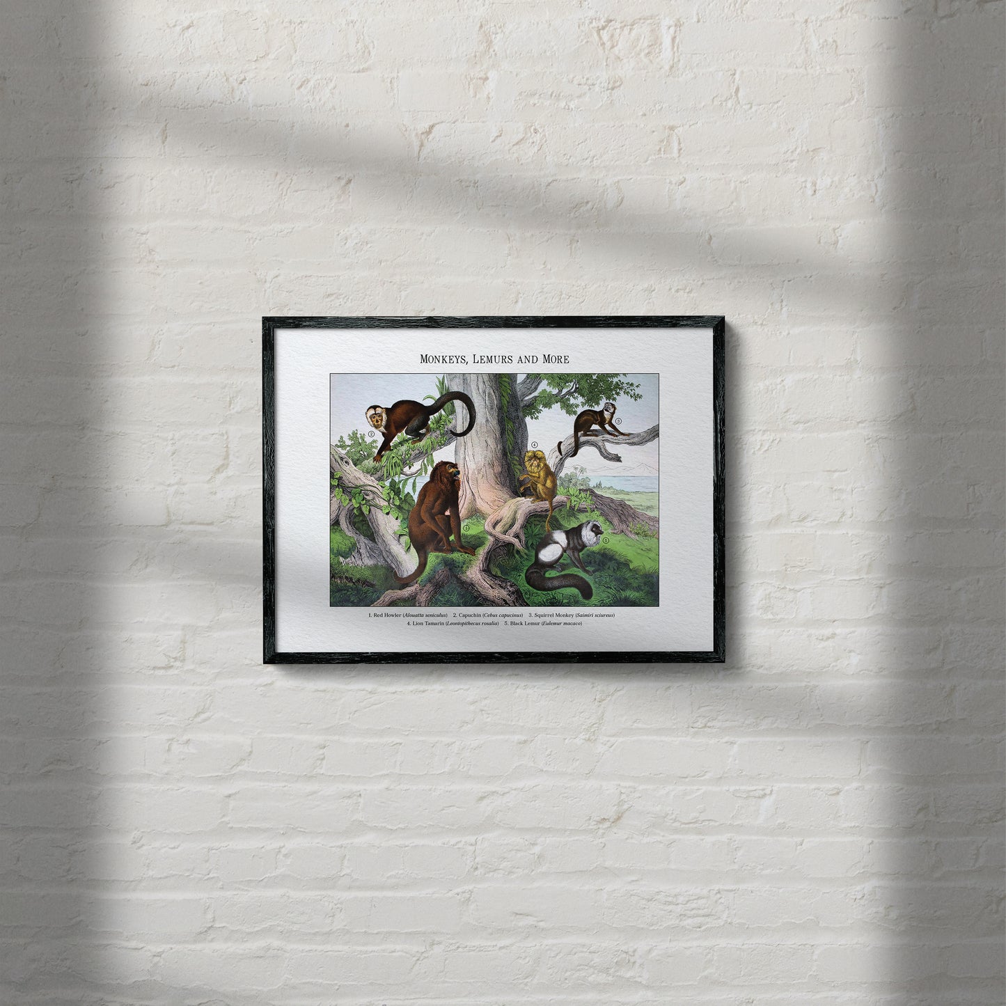 Monkeys, Lemurs and More | 1889