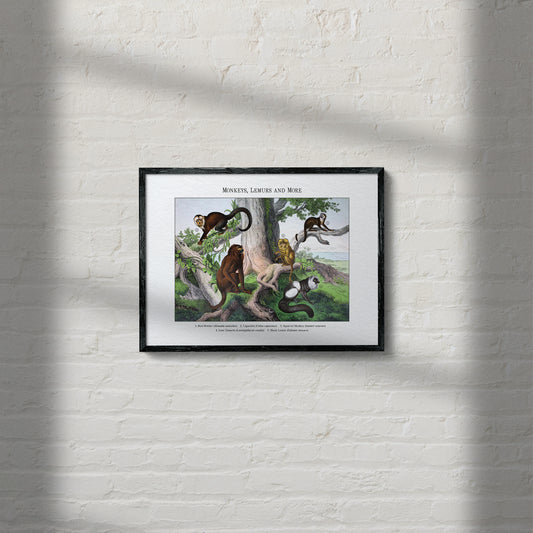 Monkeys, Lemurs and More | 1889