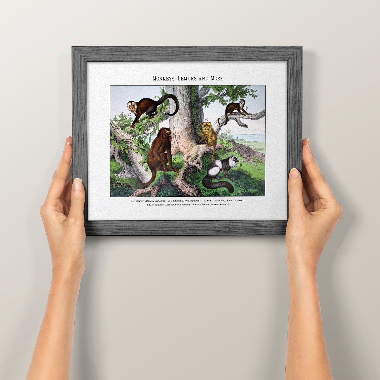 Monkeys, Lemurs and More | 1889