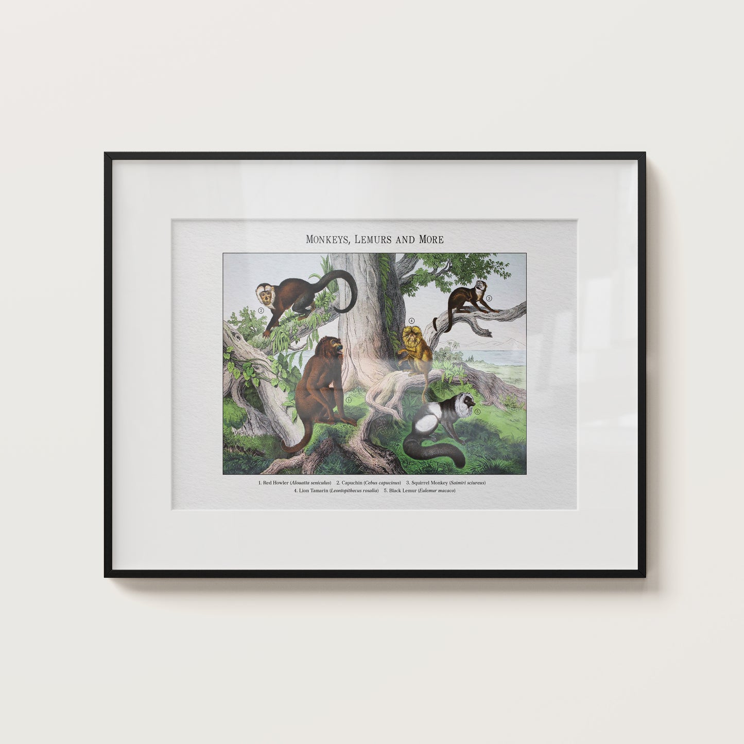 Monkeys, Lemurs and More | 1889