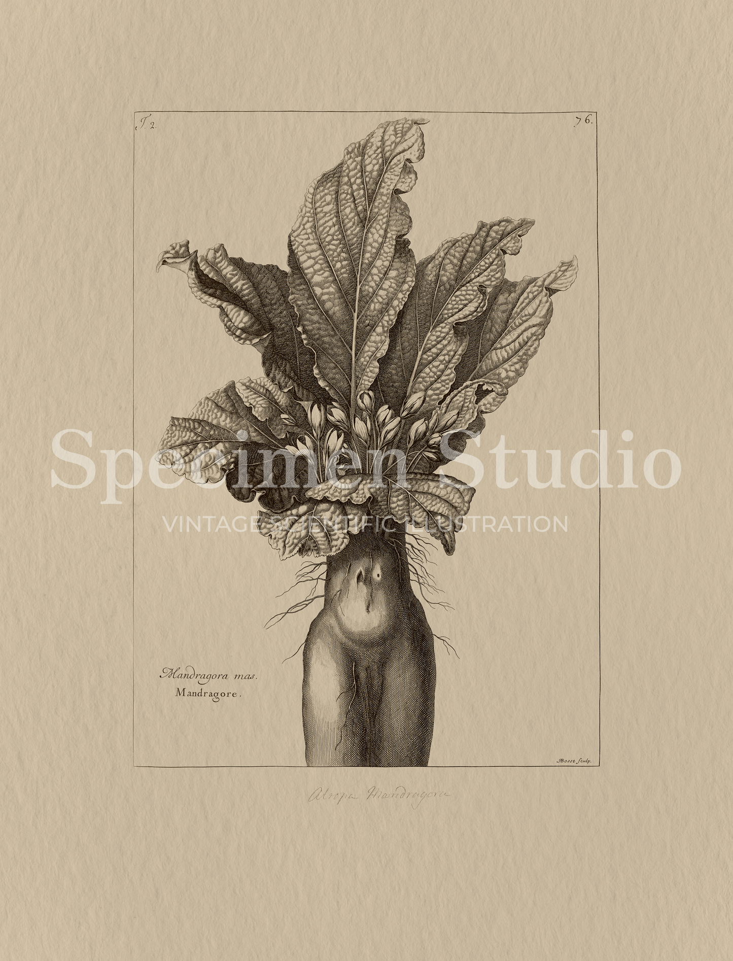 Mandrake Vintage Botanical Illustration