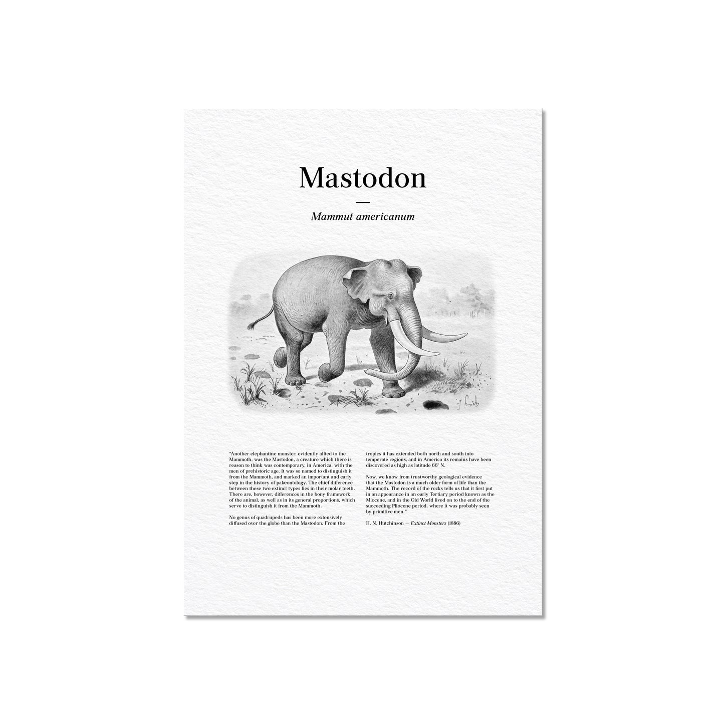 Mastodon | 1896