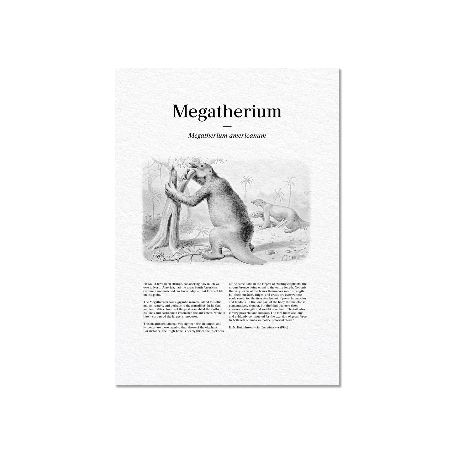 Megatherium | 1896