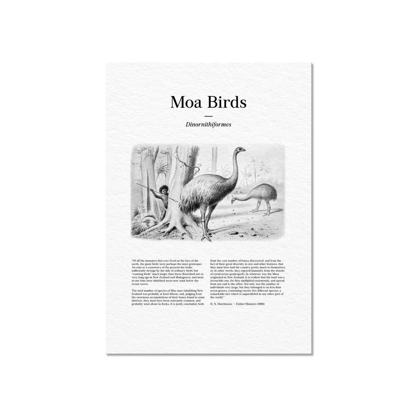 Moa Birds | 1896