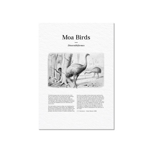 Moa Birds | 1896