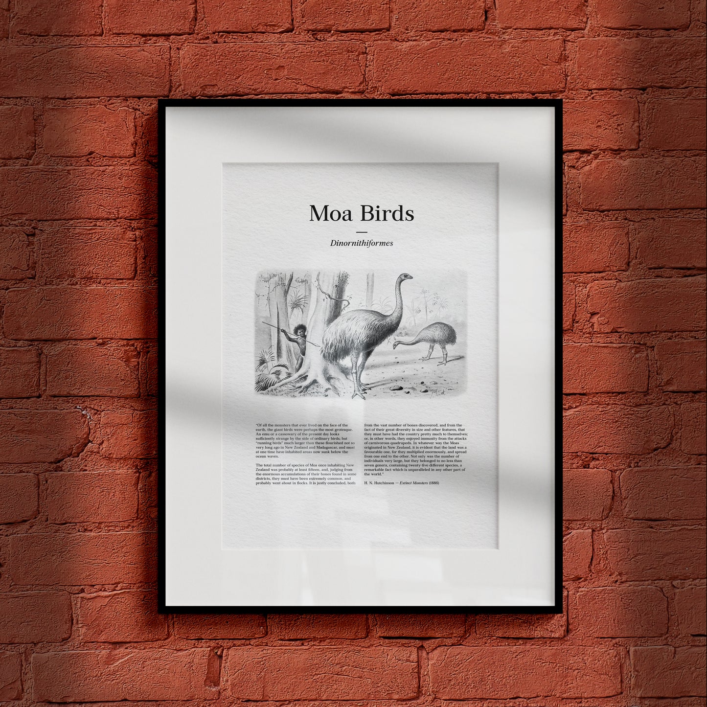 Moa Birds | 1896