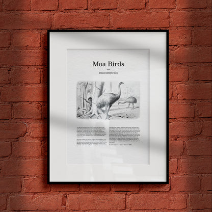 Moa Birds | 1896