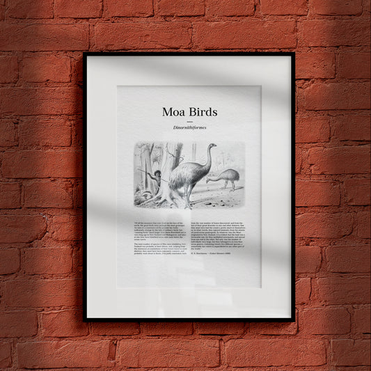 Moa Birds | 1896