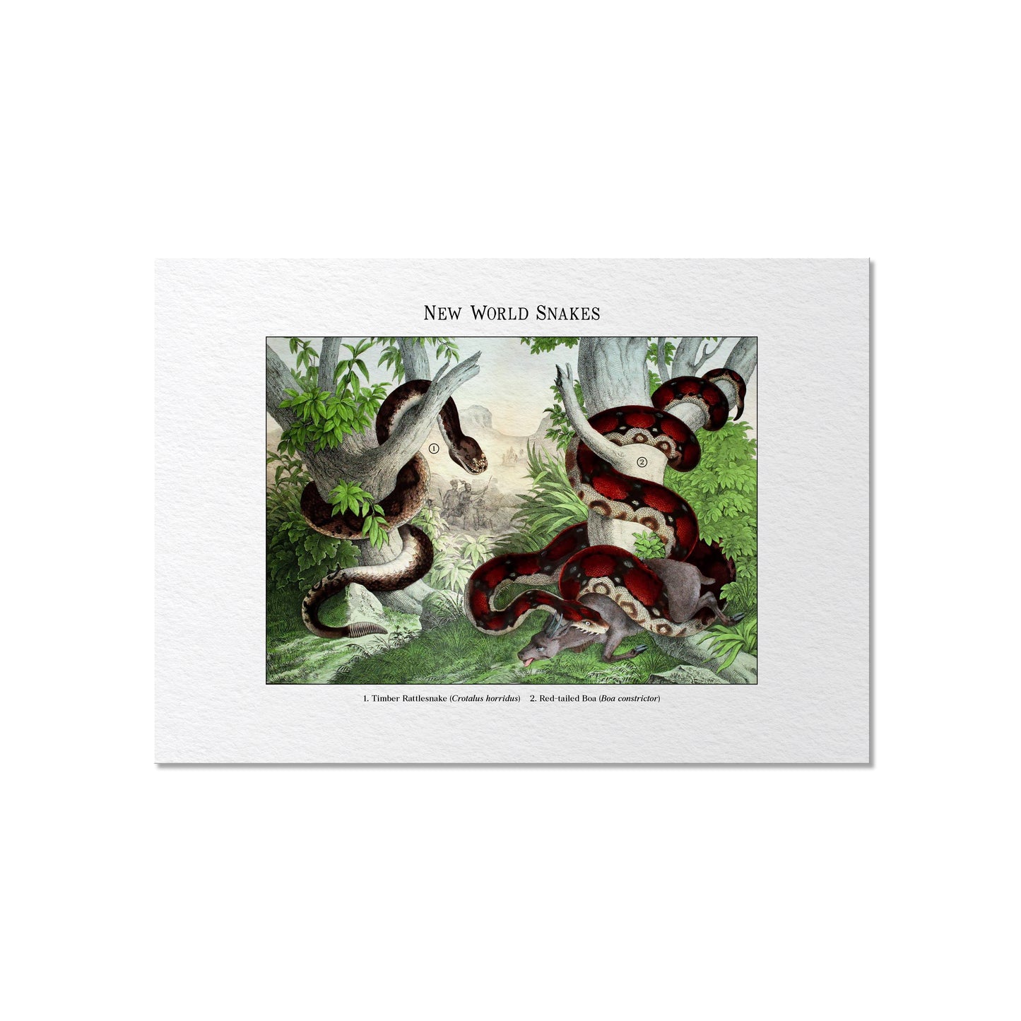 New World Snakes | 1889