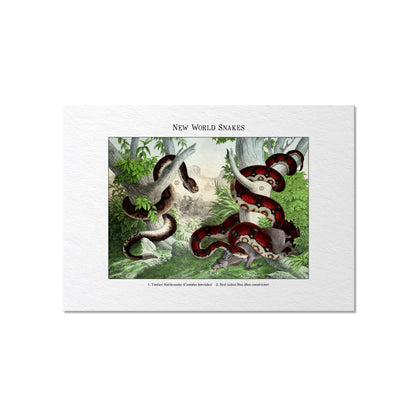 New World Snakes | 1889