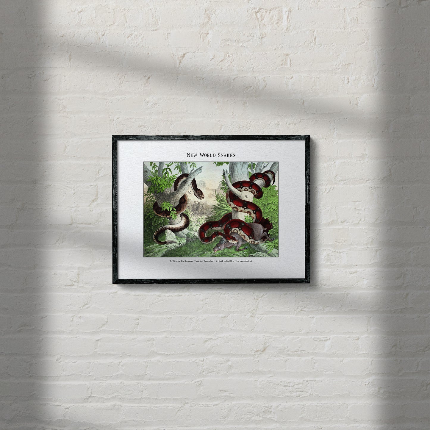 New World Snakes | 1889