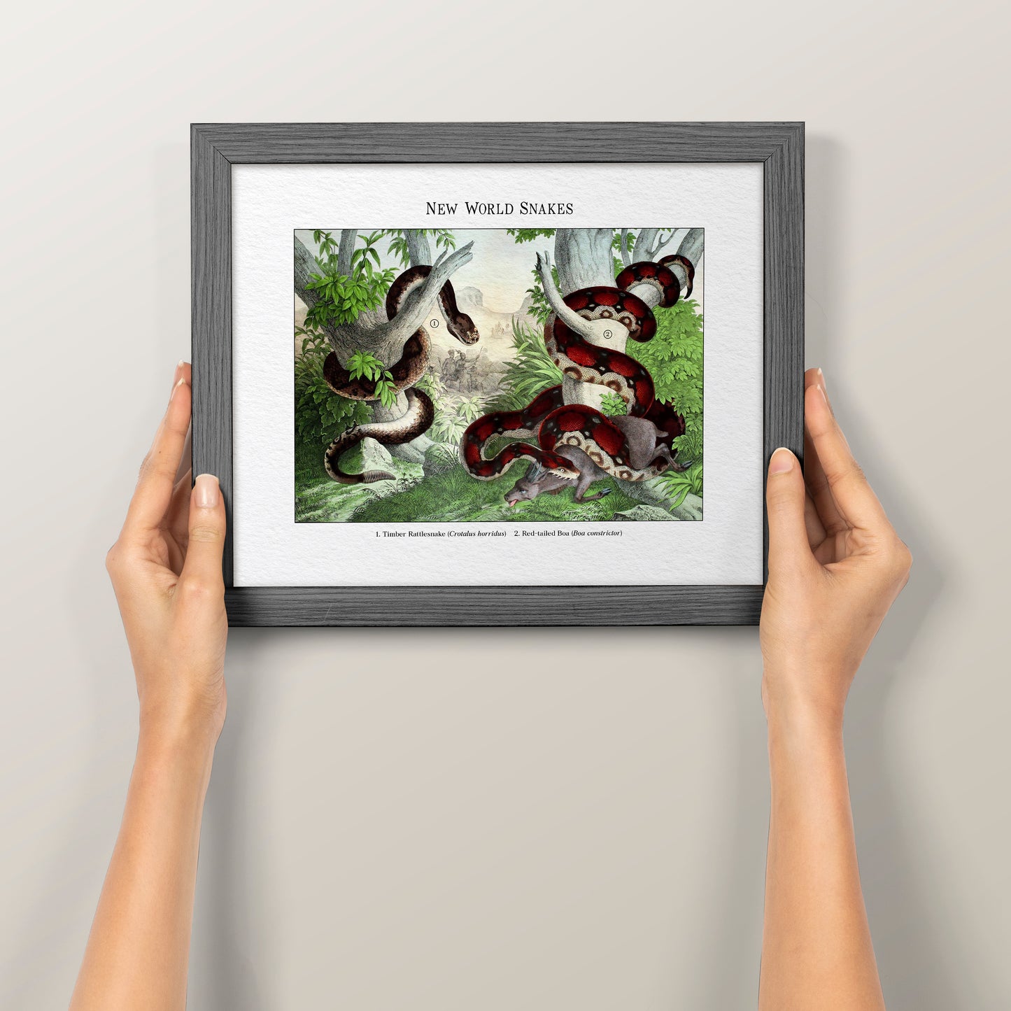 New World Snakes | 1889