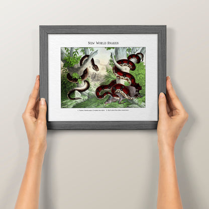 New World Snakes | 1889