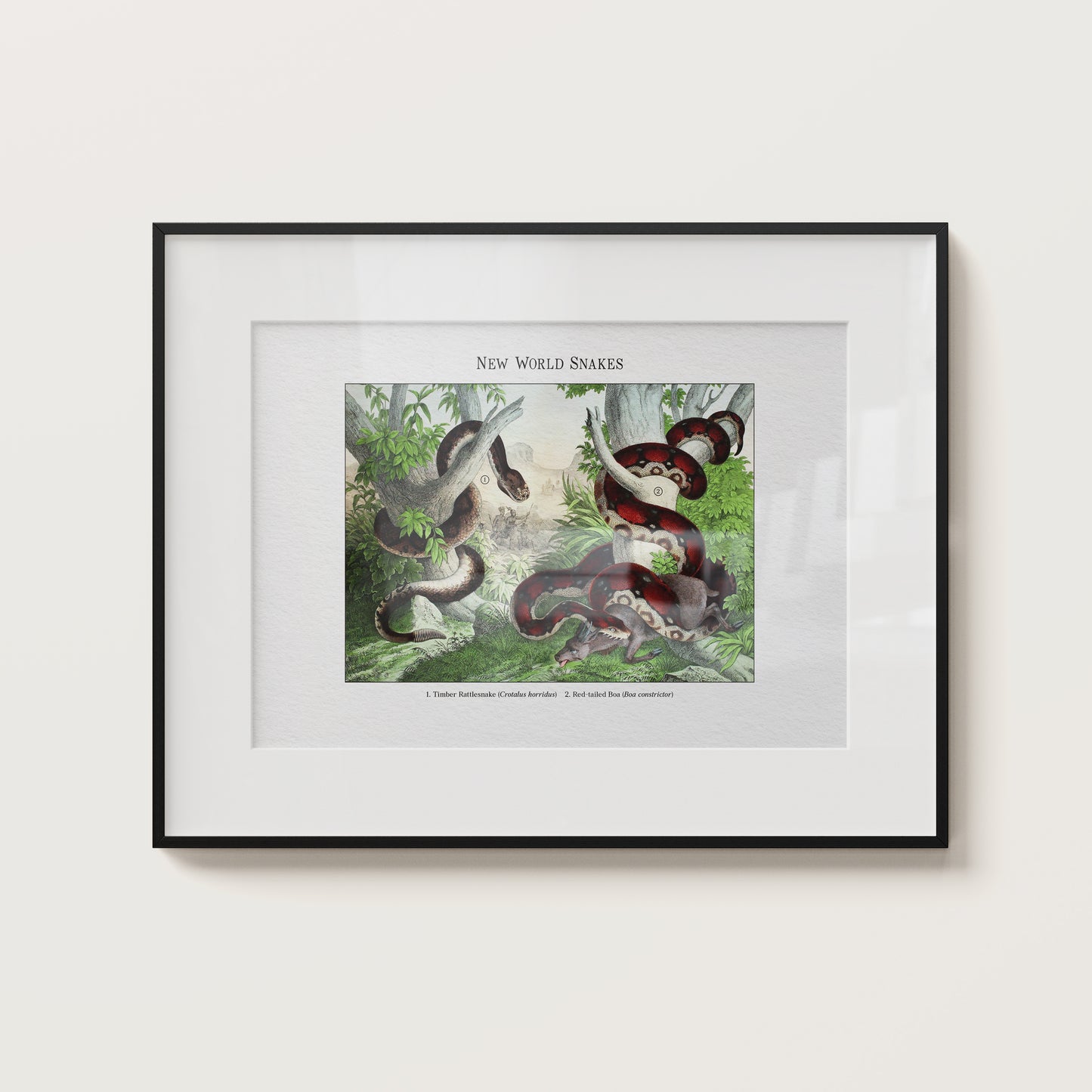 New World Snakes | 1889