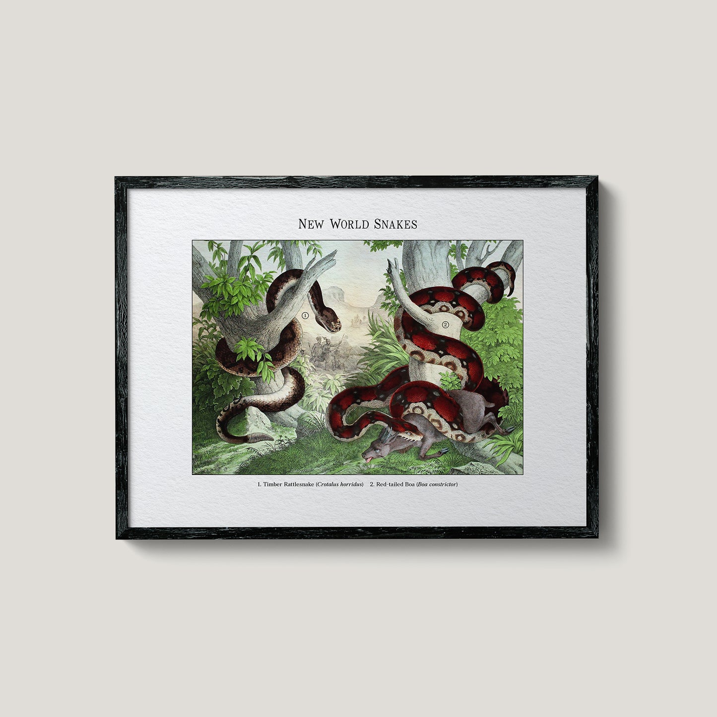 New World Snakes | 1889