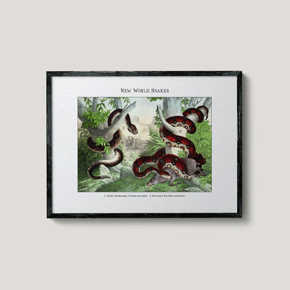 New World Snakes | 1889