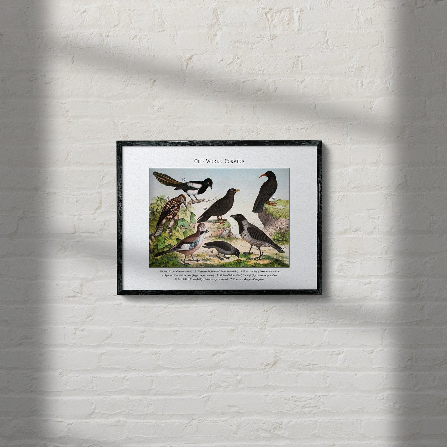 Old World Corvids | 1889