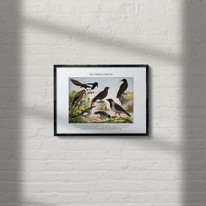 Old World Corvids | 1889